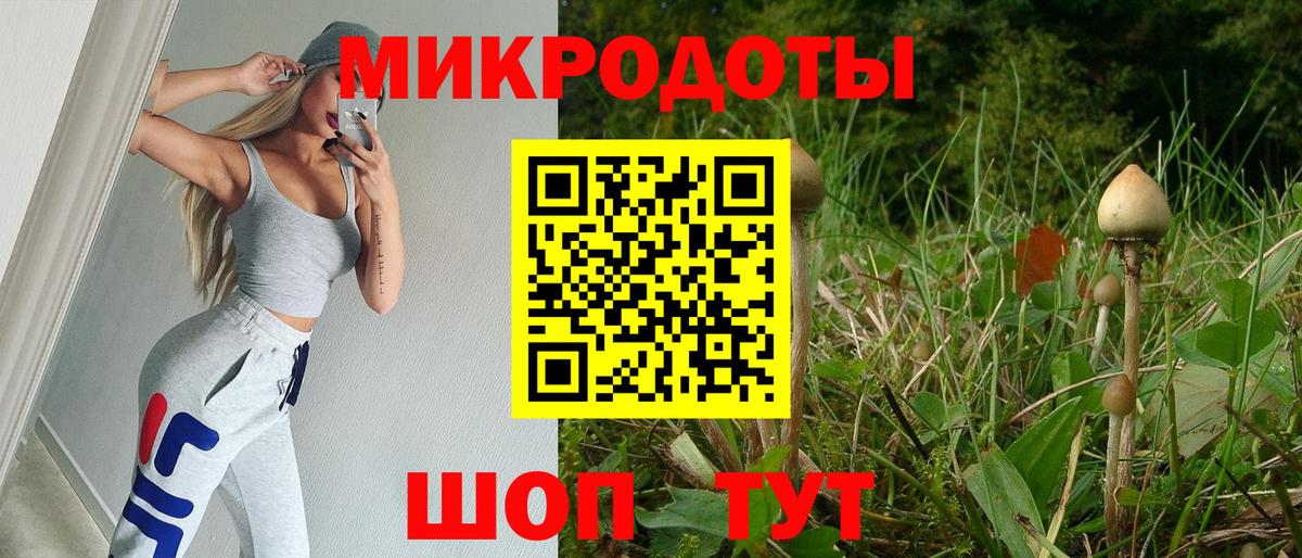 Псилоцибиновые грибы Psilocybe Тайшет